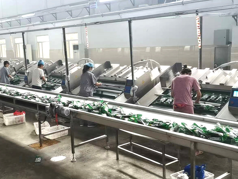 鮮食玉米加工流水線 鮮食玉米加工流水線
